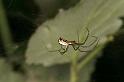 Frontinellina_frutetorum_D5048_Z_85_Les Gris_Frankrijk